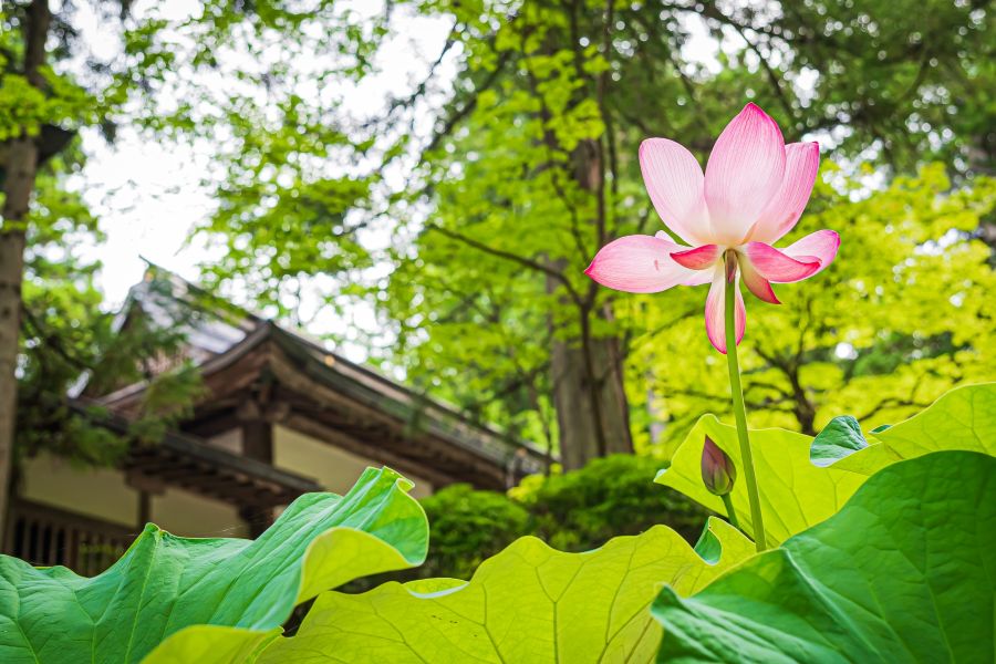 植栽の隙間から見える日本家屋の屋根